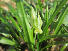 Allium paradoxum