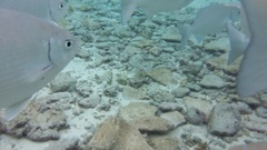 Kyphosus cinerascens