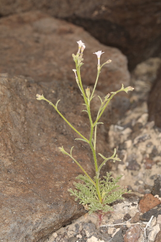 Image of Aliciella hutchinsifolia by (c) Steve Matson, some rights reserved (CC BY)