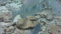 Kyphosus cinerascens