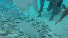 Kyphosus cinerascens