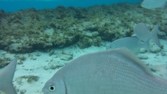 Kyphosus cinerascens