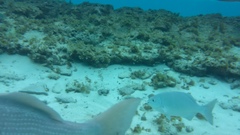 Kyphosus cinerascens