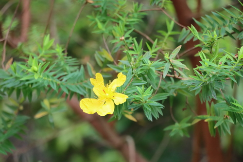 Common curry bush