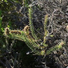 Myrovernix glandulosus