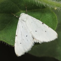 Grotellaforma lactea