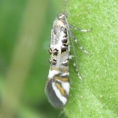 Lithariapteryx jubarella