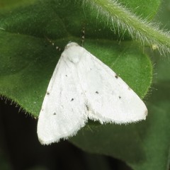 Grotellaforma lactea