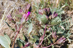 Mirabilis multiflora pubescens