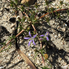 Wahlenbergia subulata