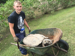 Macrochelys temminckii