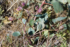 Mirabilis multiflora pubescens