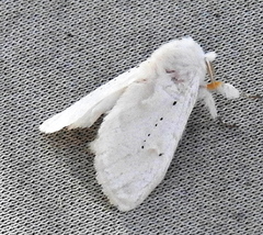 Naroma varipes
