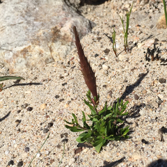 Aspidoglossum heterophyllum