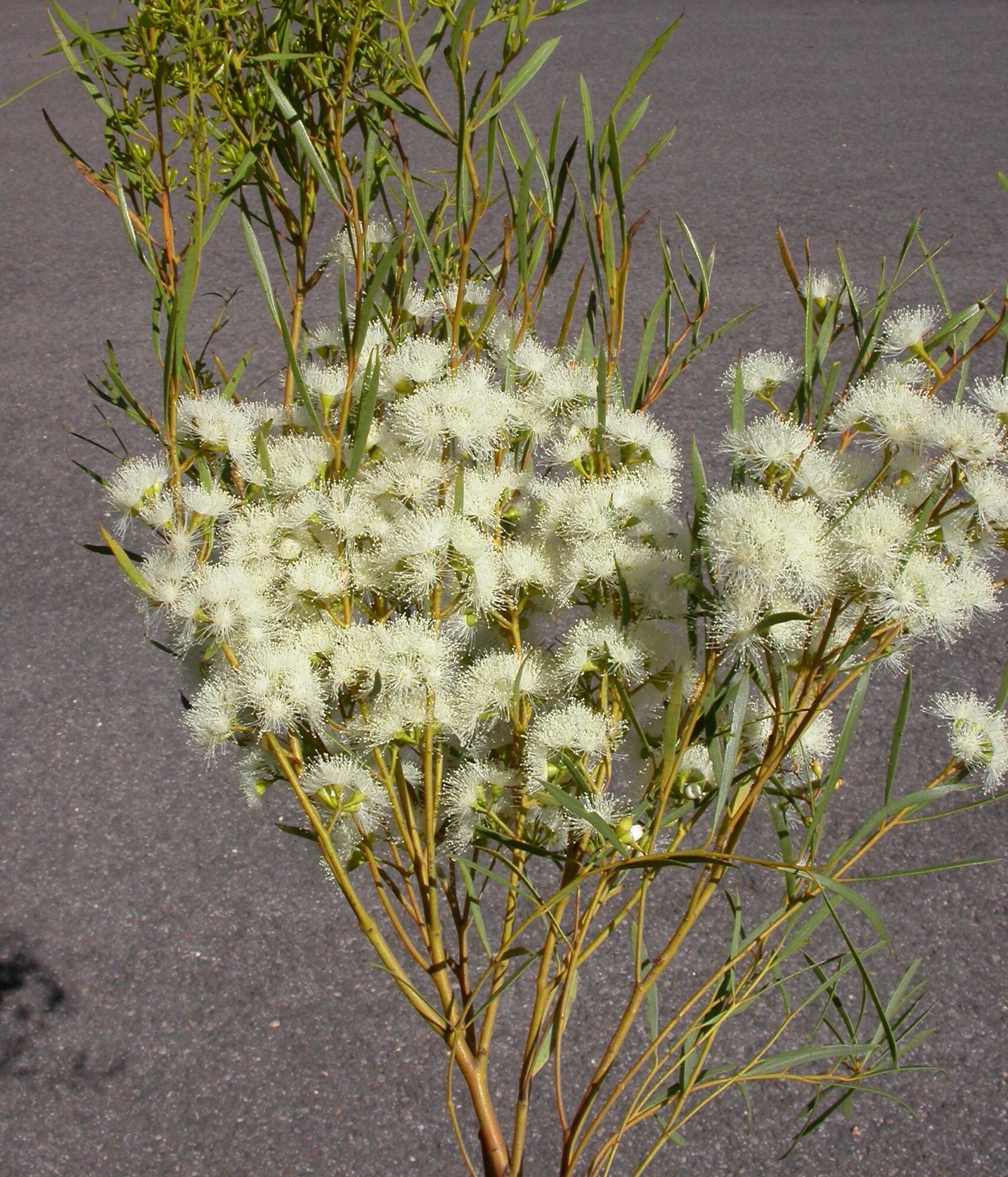 Eucalyptus formanii