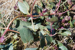 Mirabilis multiflora pubescens