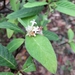 Psychotria loniceroides - Photo 由 Michael Goode 所上傳的 (c) Michael Goode，保留部份權利CC BY-NC