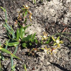 Aspidoglossum heterophyllum