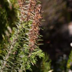 Myrovernix glandulosus