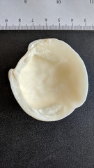 Lucina pensylvanica