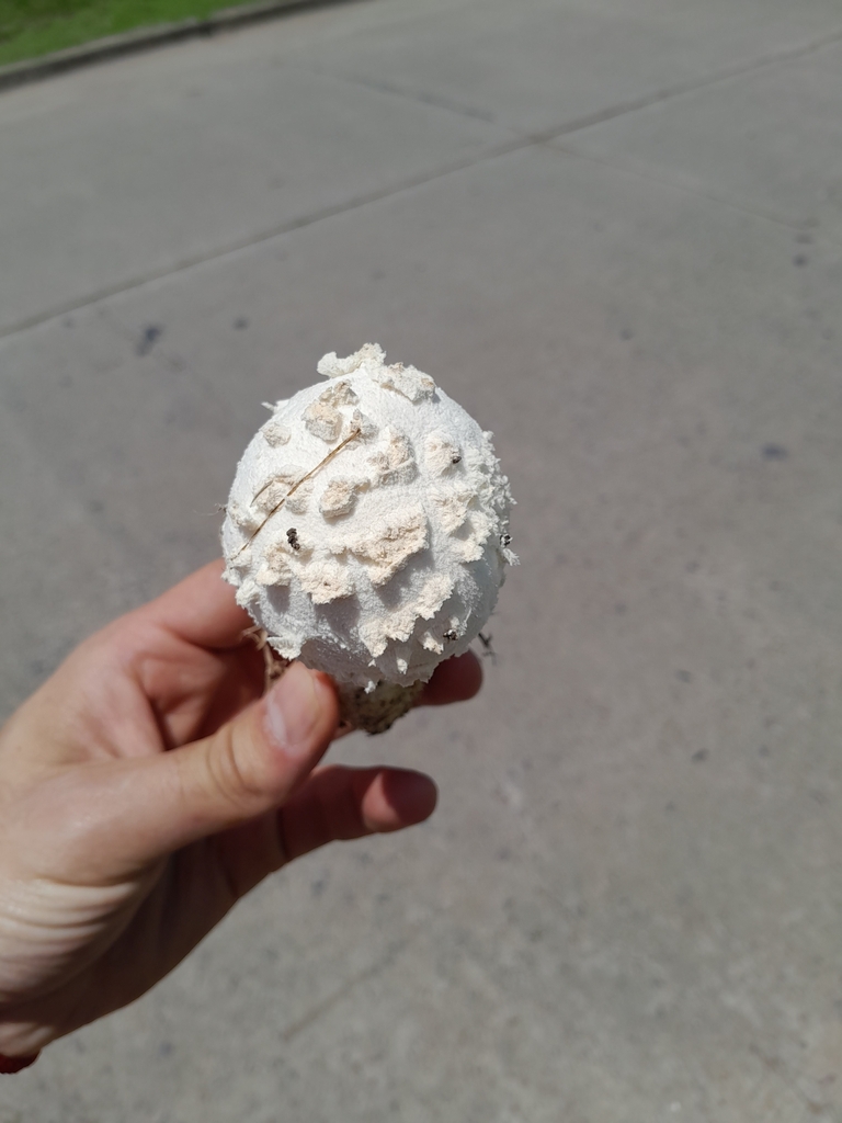 Amanita foetens · December 2023 · photo: © alanbenadia (iNaturalist, cc-by)