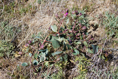 Mirabilis multiflora pubescens