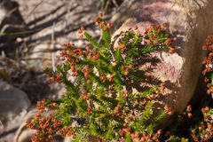 Erica curvirostris