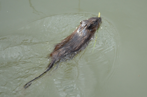 Muskrat, photo 6 of 10
