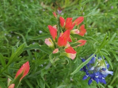 Castilleja indivisa