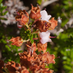 Erica curvirostris