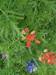 Castilleja indivisa