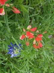 Castilleja indivisa
