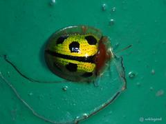 Chiridopsis bowringii