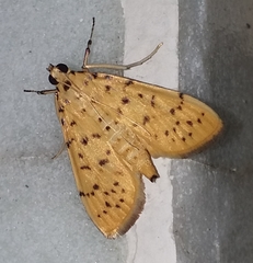 Conogethes