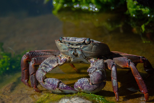 Swift-footed shore crab (Leptograpsus variegatus) recorded in the Infiernillo intertidal zone, Pichilemu