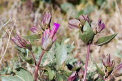 Mirabilis multiflora pubescens