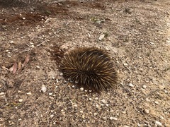 Tachyglossus aculeatus multiaculeatus