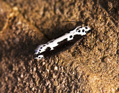 Ethmia semilugens