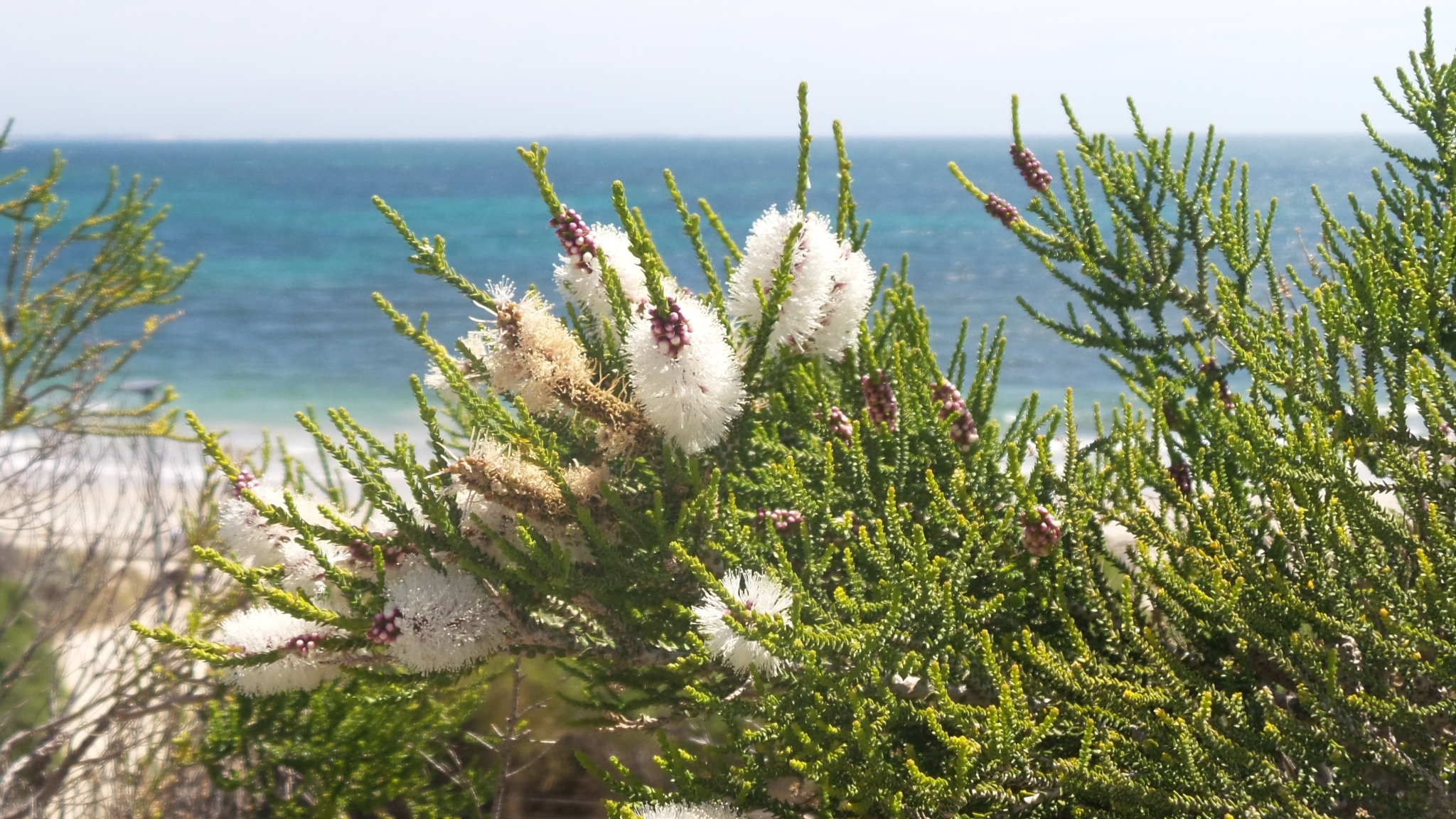 Melaleuca huegelii
