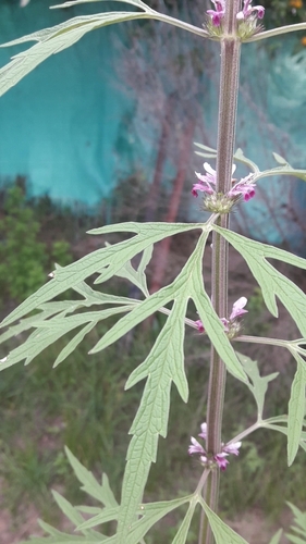 Image of Leonurus japonicus by no rights reserved