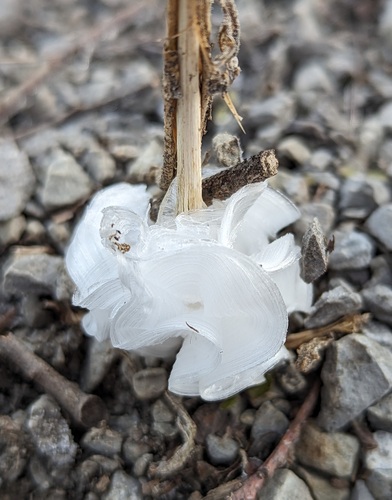 Verbesina virginica