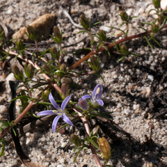 Wahlenbergia subulata
