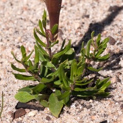 Aspidoglossum heterophyllum