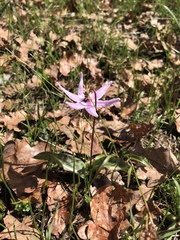 Erythronium hendersonii