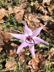 Erythronium hendersonii