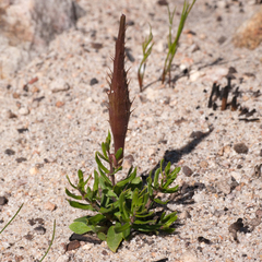 Aspidoglossum heterophyllum