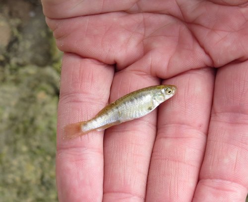 Plains killifish (Fundulus zebrinus) — Fundulidae — 3