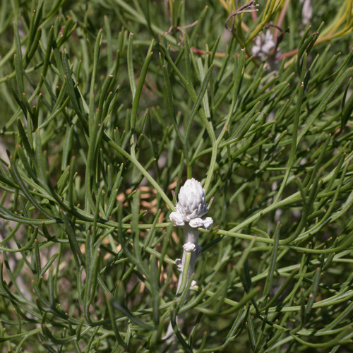 Paranomus spicatus (P.J.Bergius) Kuntze