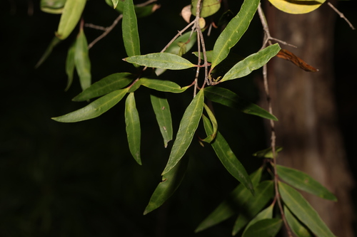 Image of Notelaea ligustrina by (c) Greg Tasney, some rights reserved (CC BY-SA)