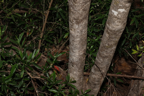 Image of Notelaea ligustrina by (c) Greg Tasney, some rights reserved (CC BY-SA)